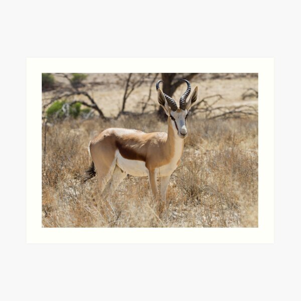 Father Springbok Art Print