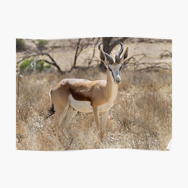 Father Springbok Poster