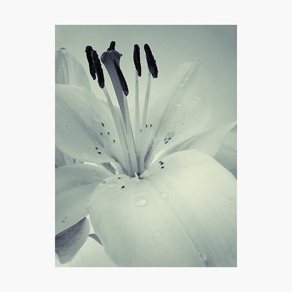 Lily Photographic Print