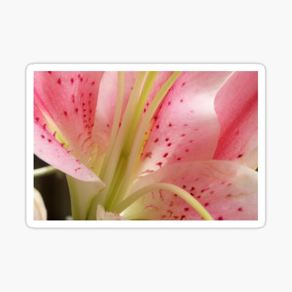 Item preview, oriental lily designed and sold by lensbaby.