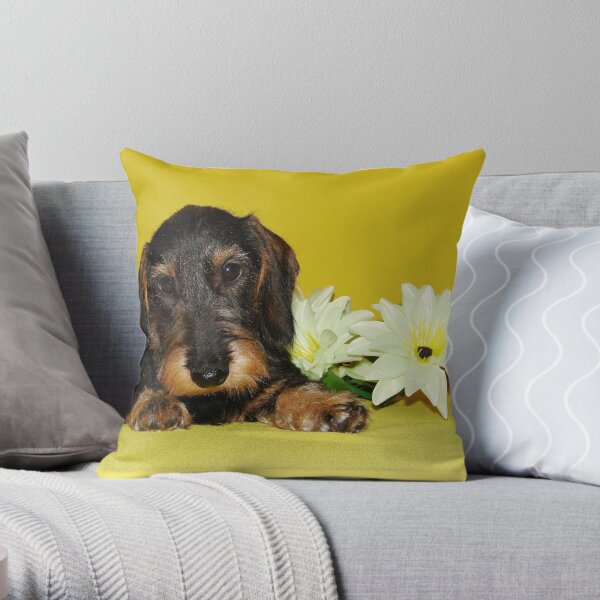 Dachshund feature cushion - wire hair – Keylime Design Ltd