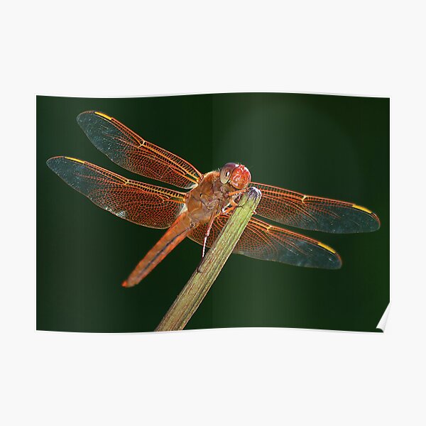 Flame Skimmer Dragonfly Poster