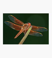 Flame Skimmer Dragonfly Fotodruck