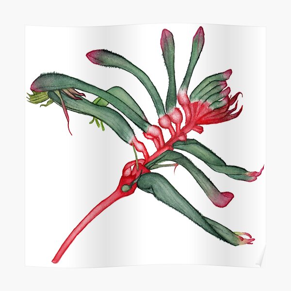 Kangaroo Paw Flower Poster