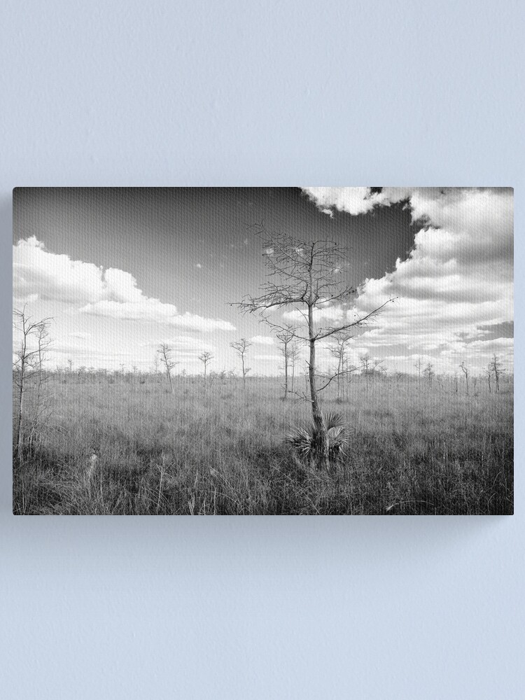Alternate view of Pond Cypress, Corkscrew Swamp 2011 Canvas Print