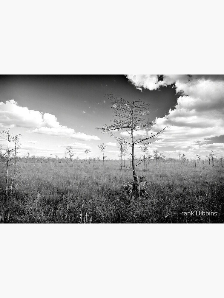 Pond Cypress, Corkscrew Swamp 2011 by organicman2