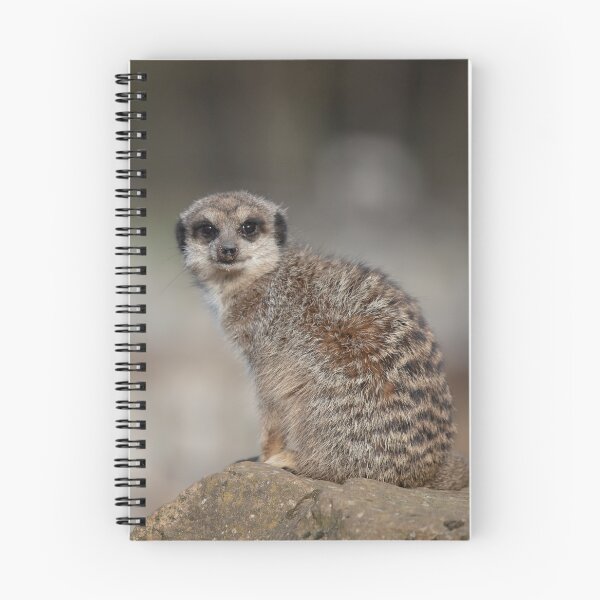 Item preview, suricata en una roca designed and sold by Sam Mitchell.
