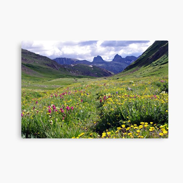 Wildflowers of the San Juans Canvas Print