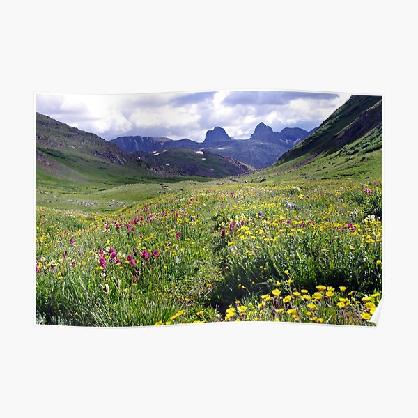 Wildflowers of the San Juans Poster