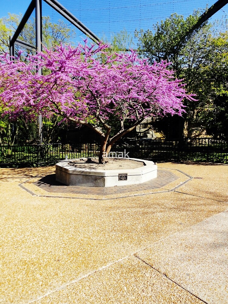 Tree Of Purple by amak