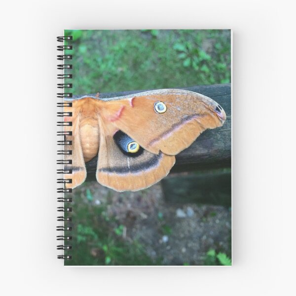 Item preview, Polyphemus Moth By Jennifer Star designed and sold by JenniferStar.