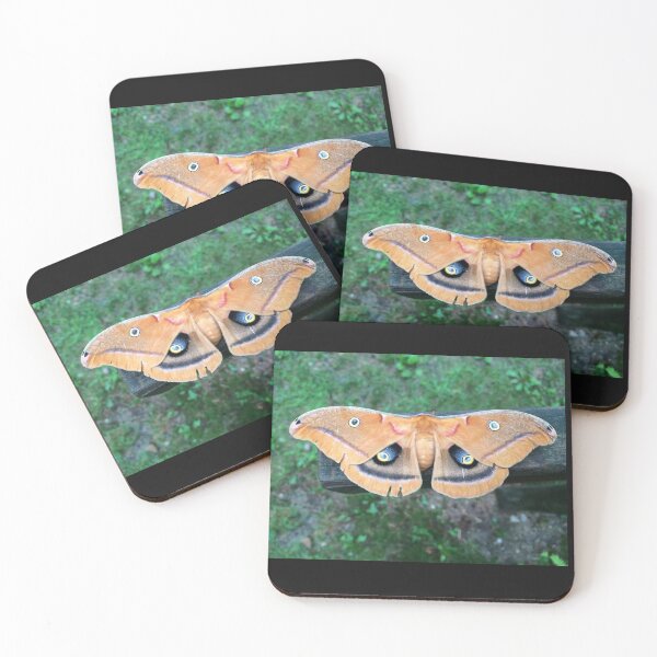 Item preview, Polyphemus Moth By Jennifer Star designed and sold by JenniferStar.