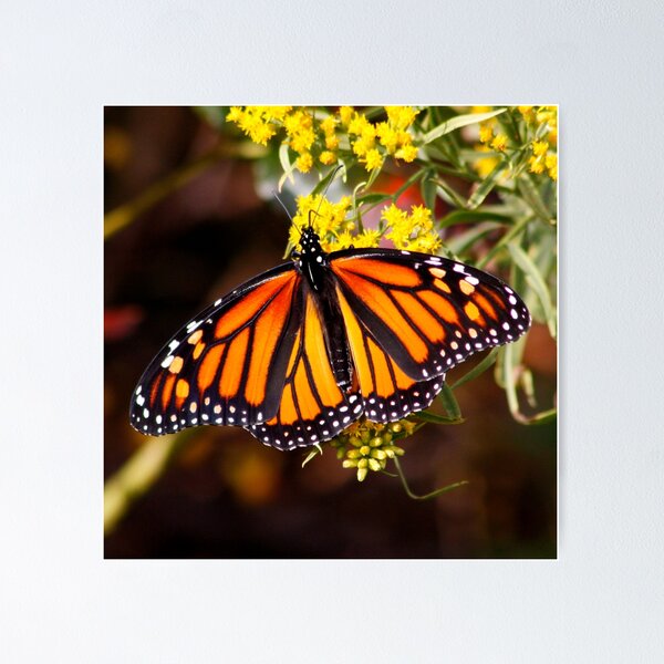 Artikelvorschau, Monarch Butterfly entworfen und verkauft von AnnDixon.