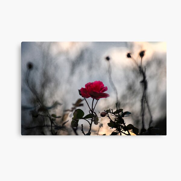 Item preview, A wild rose designed and sold by THHoang.