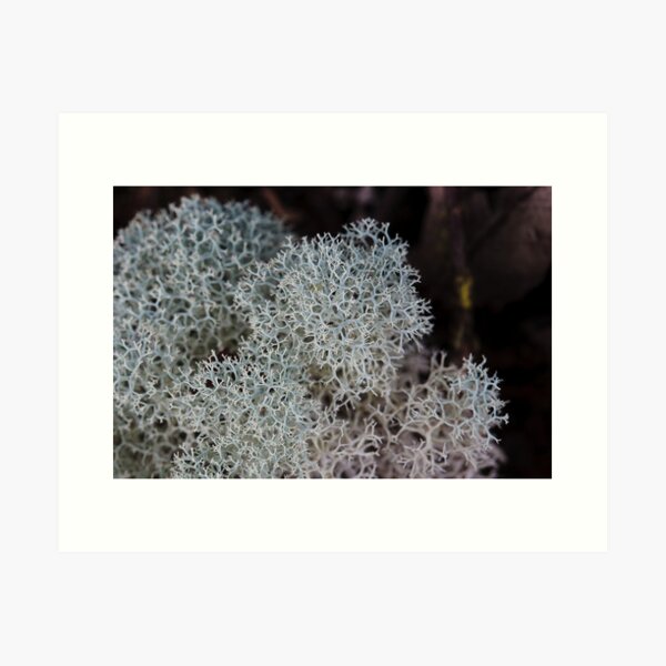 Item preview, Reindeer lichen (Cladina confusa) Tarkine Rainforest designed and sold by Michael Firkins.