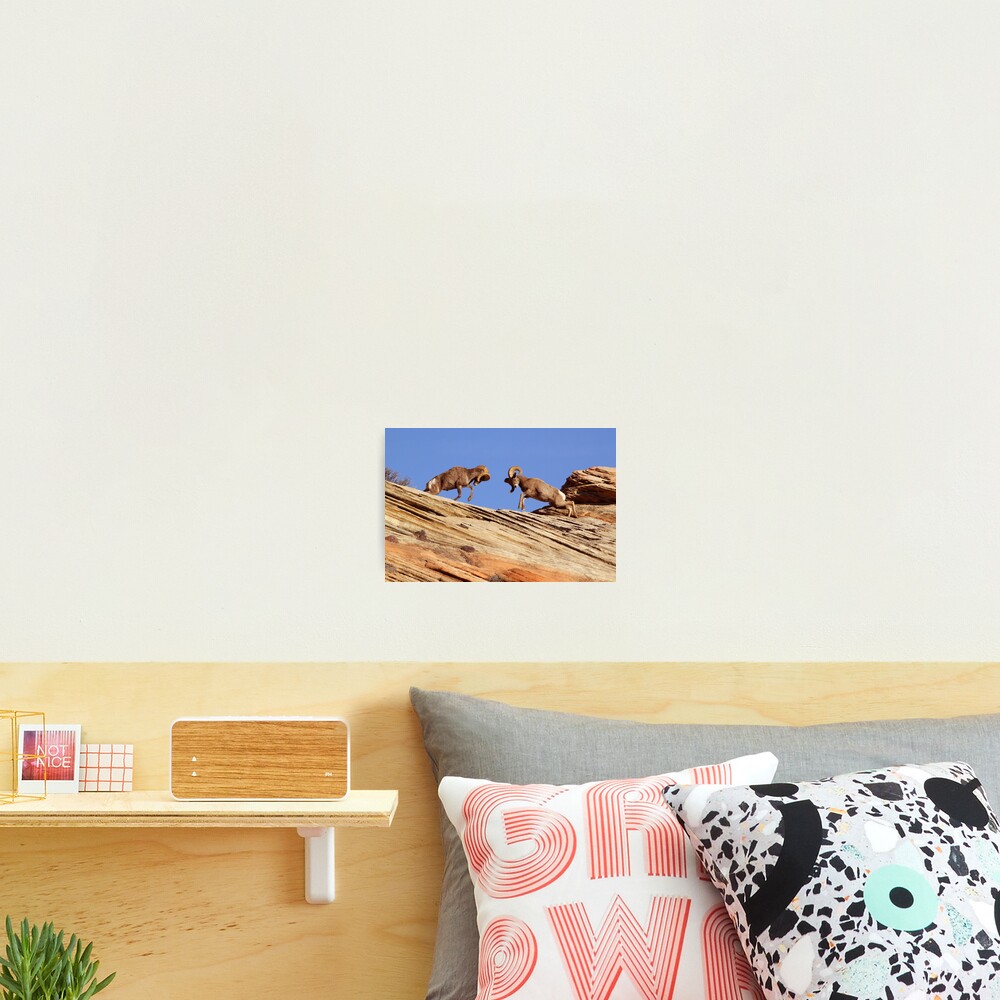 Bighorns Battling in Red Rock Country Photographic Print