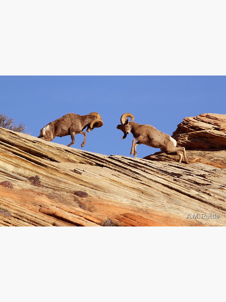 Bighorns Battling in Red Rock Country by annruttle