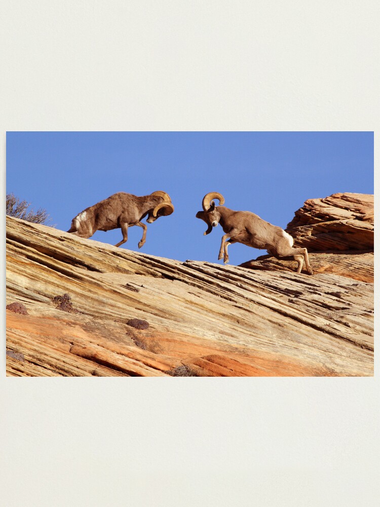 Alternate view of Bighorns Battling in Red Rock Country Photographic Print