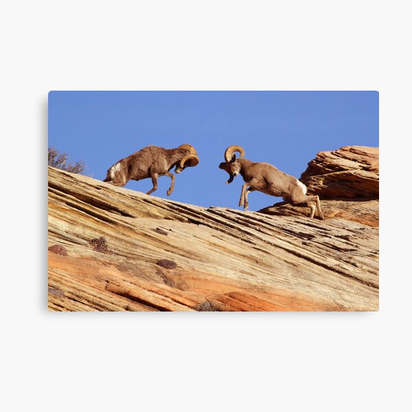 Bighorns Battling in Red Rock Country Canvas Print