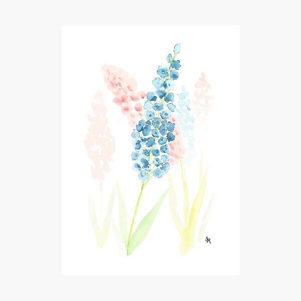 Delphiniums Photographic Print