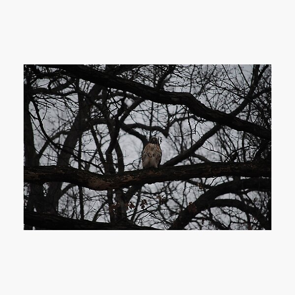 Item preview, Young Redtailed Hawk designed and sold by Thomas Mckibben.