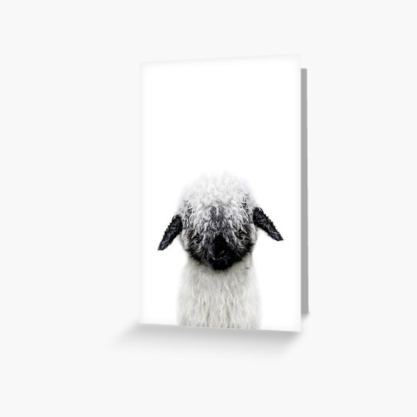 sheep Greeting Card