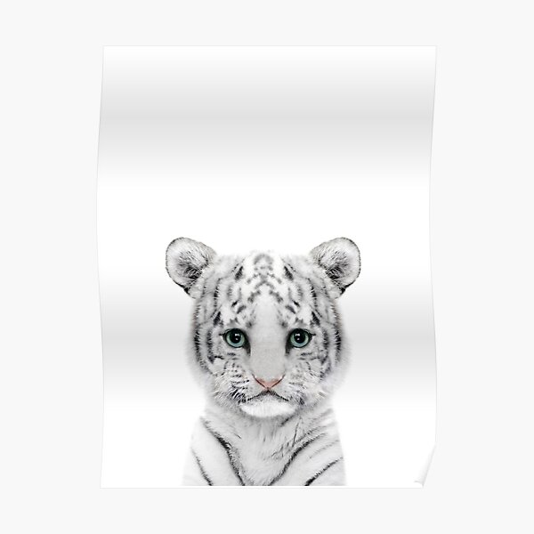 MGVDSES Cute Baby White Tiger Cub Blue Eyes Play Snow Animals Poster Wall  Art Gift Decor 20 Canvas P…See more MGVDSES Cute Baby White Tiger Cub Blue