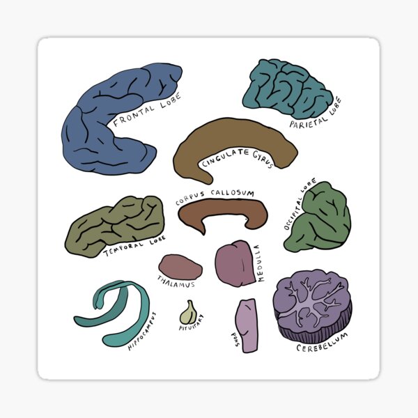 Vista previa del artículo con la obra «Partes del cerebro», diseñado y vendido por Cortical-Art.
