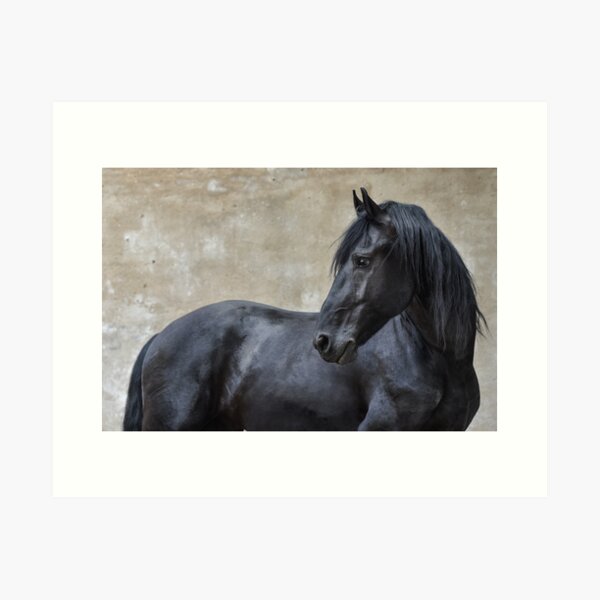 Figaro - Friesian horse Art Print