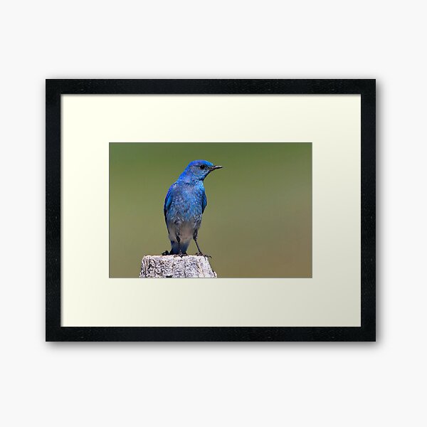 Black-eyed Beauty Framed Art Print