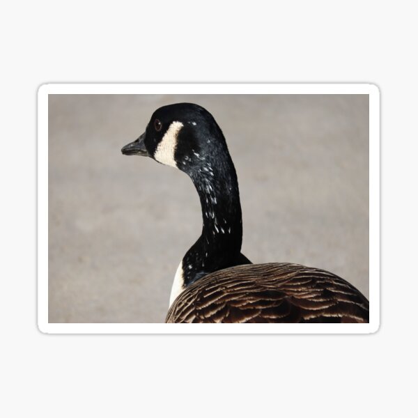 redbubble canada goose