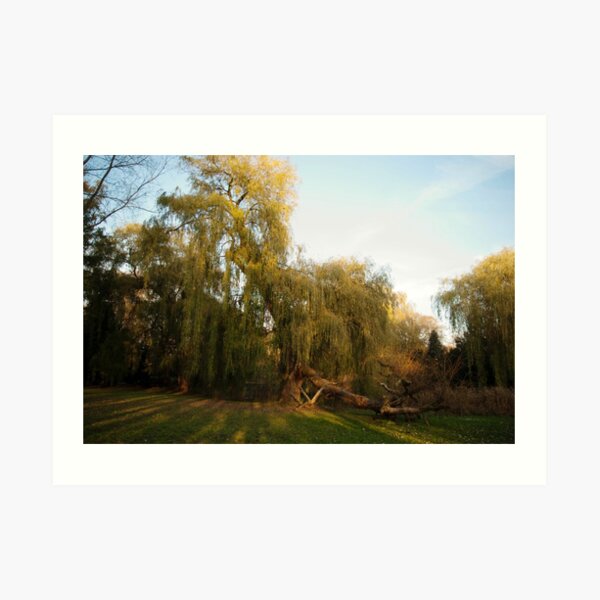 Weeping willow with broken wing Art Print