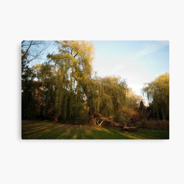 Weeping willow with broken wing Canvas Print