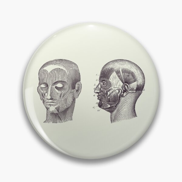 Item preview, Human Skull Muscular Diagram - Dual View - Anatomy Print 2 designed and sold by VAposters.