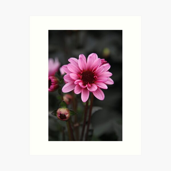 Pink dahlia Art Print