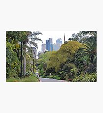 City amongst the trees Photographic Print
