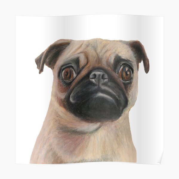Poster Pug Dibujo Pug Dog Gift Pug Dog Artwork 2 Pug Ropa Para Ninos De Rachaelcurryart Redbubble