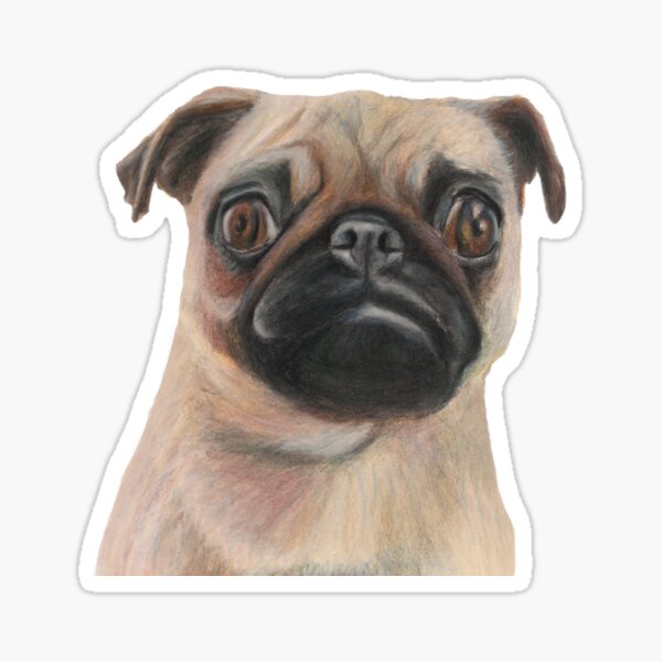 Pug Life Stickers Redbubble - derpy pugs roblox