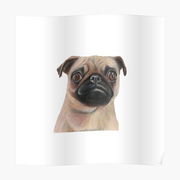 Poster Pug Dibujo Pug Dog Gift Pug Dog Artwork 2 Pug Ropa Para Ninos De Rachaelcurryart Redbubble