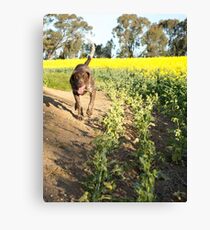 Running Rosie.... Canvas Print