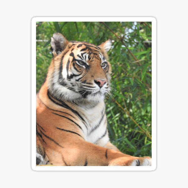 Sumatran Tiger Sticker