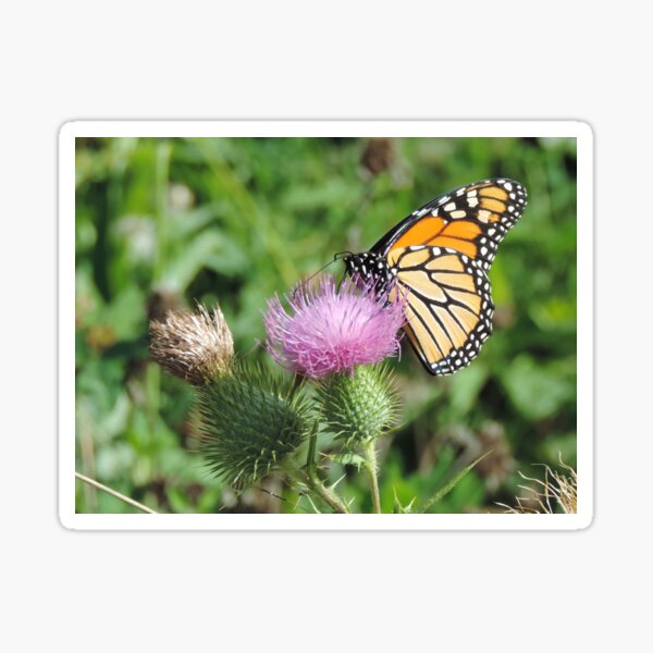 Butterfly on thistle Sticker
