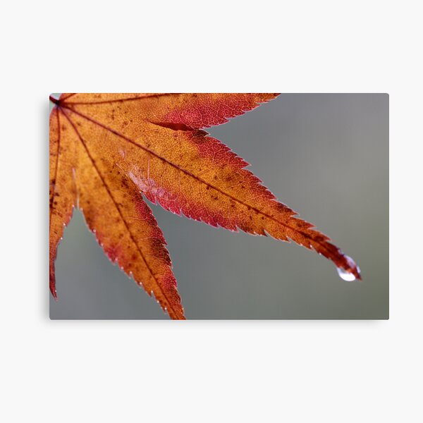 yamamomiji go Canvas Print
