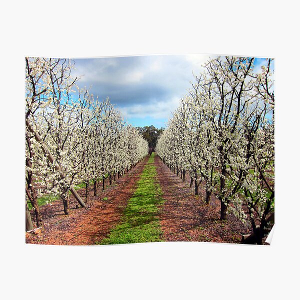 Springtime Orchard Poster