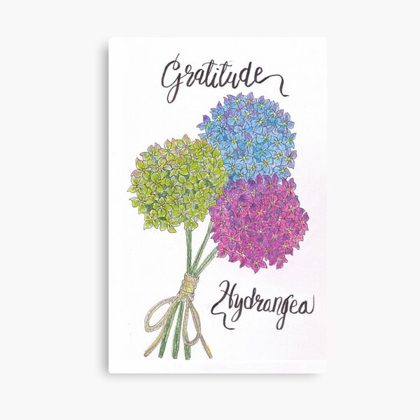 Hydrangea - Gratitude Canvas Print