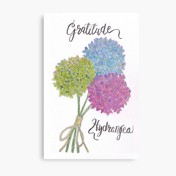 Hydrangea - Gratitude Metal Print