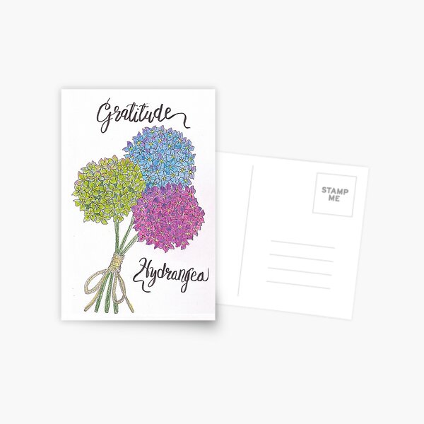 Hydrangea - Gratitude Postcard