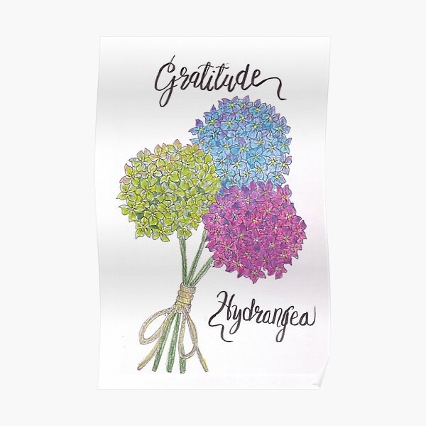 Hydrangea - Gratitude Poster
