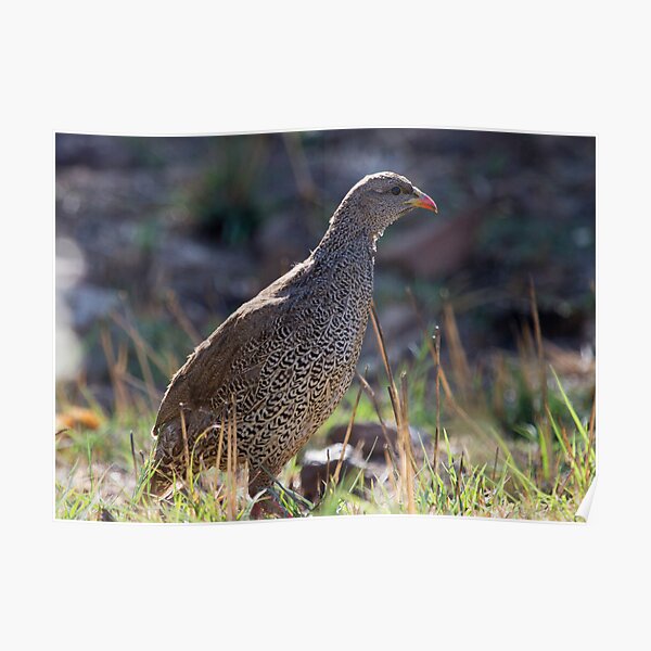 Natal Spurfowl Poster
