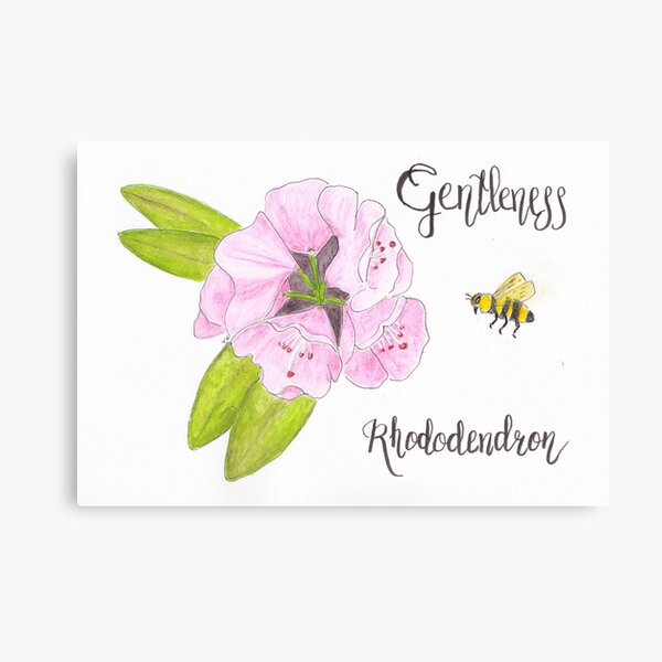 Rhododendron - Gentleness Canvas Print